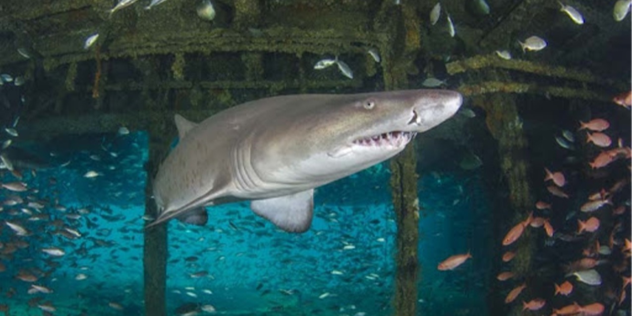 North Carolina Diving