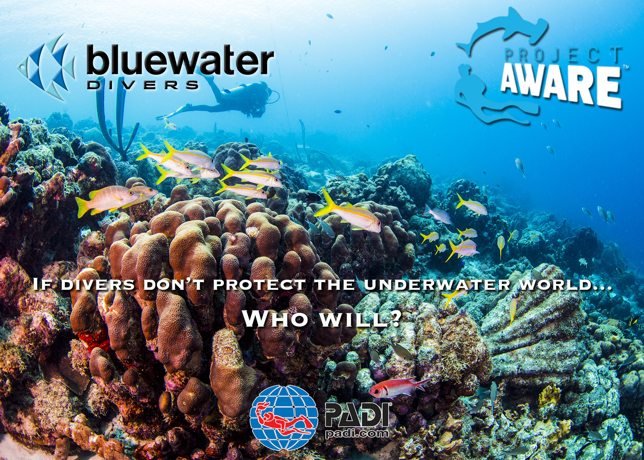 PADI Project AWARE Coral Reef Conservation Course Bluewater Divers